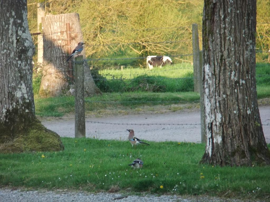 Gîtes de L'Aumondière Condé-sur-Noireau Extérieur photo